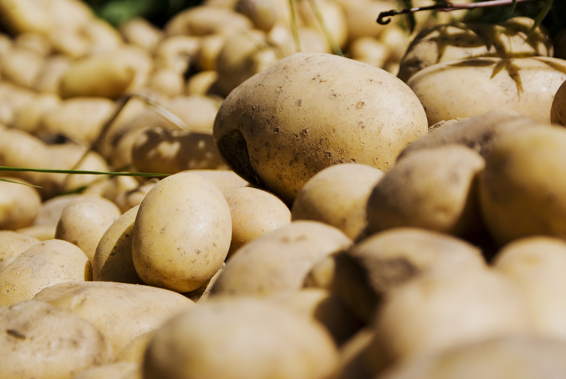 patatas en el campo