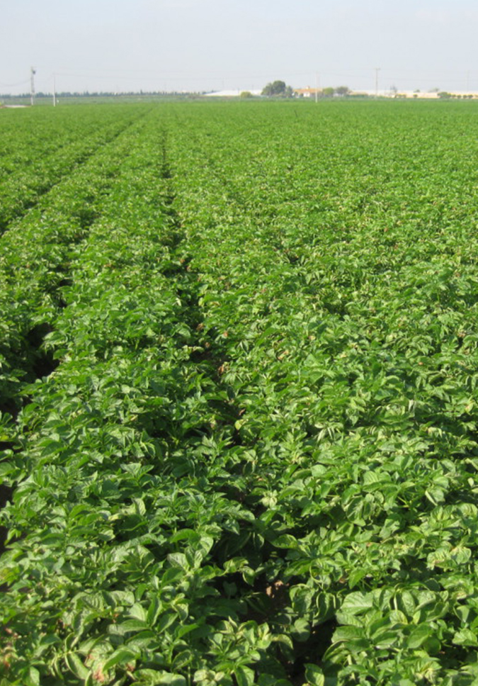 imagen campo patatas