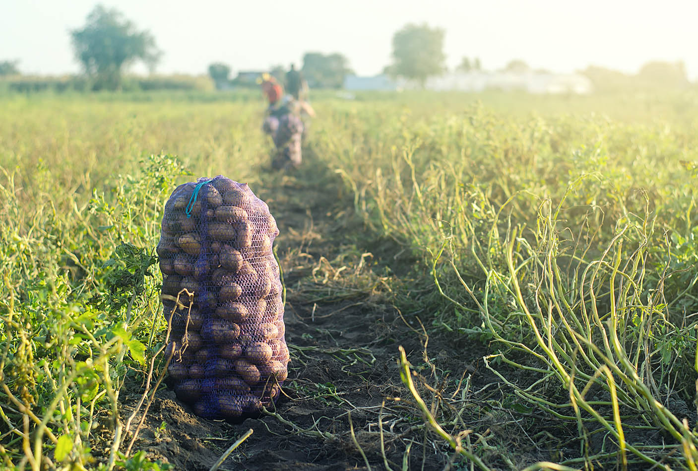 Recoleccion de patatas