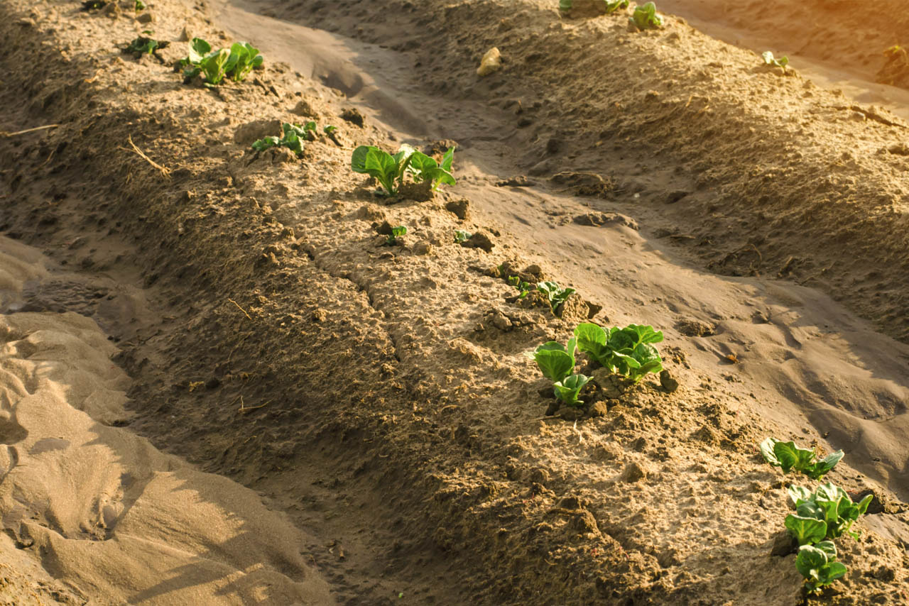 plantacion de patatas